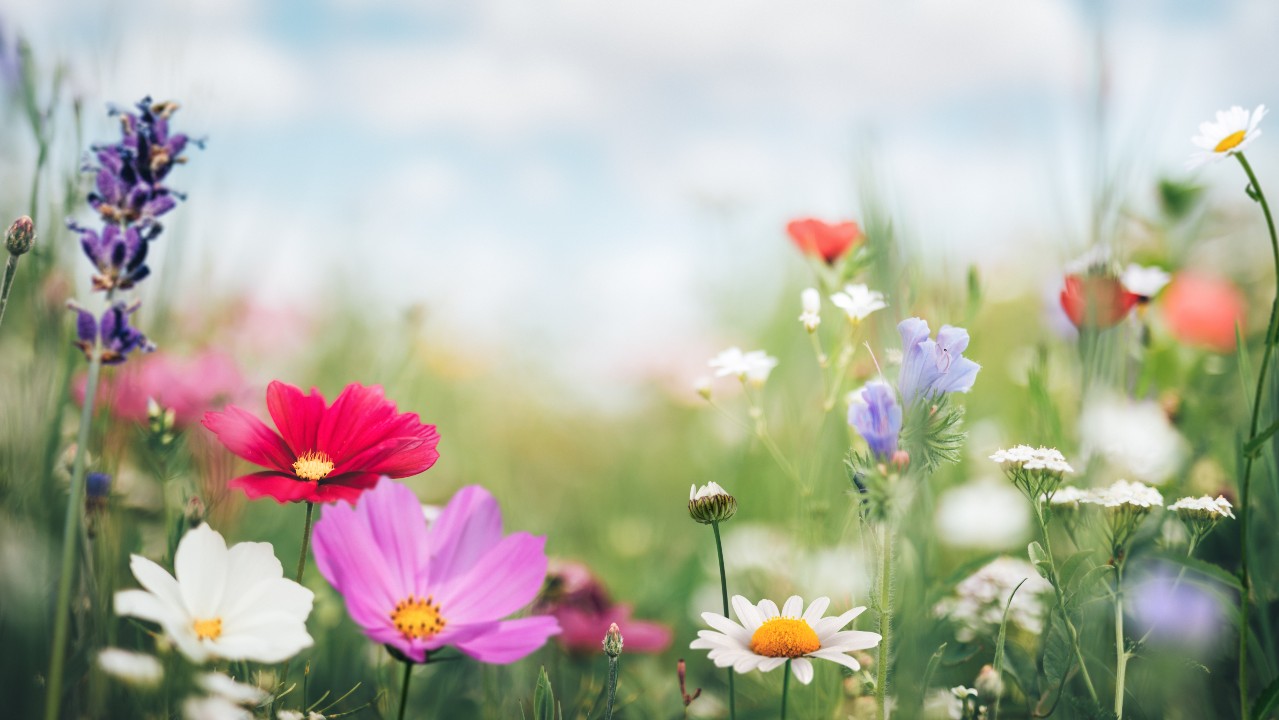Lente